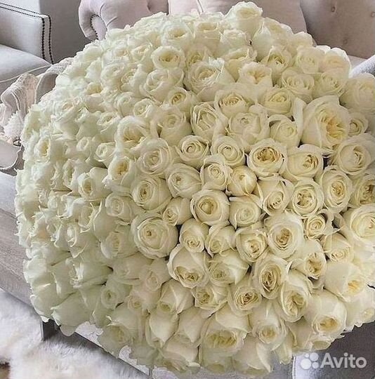 Розы гиганты 140 150 160 170 180 200