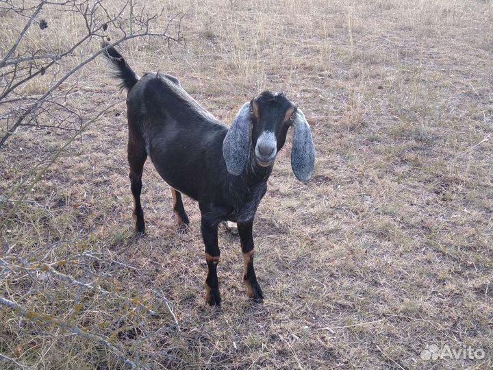 Продаю нубийских коз