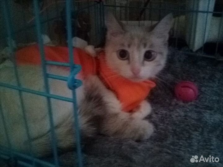 Маленькая кошечка