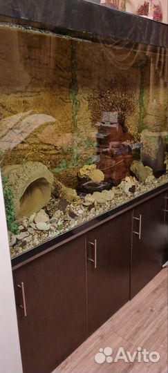 Большой аквариум