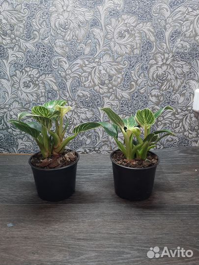 Филодендрон Биркин