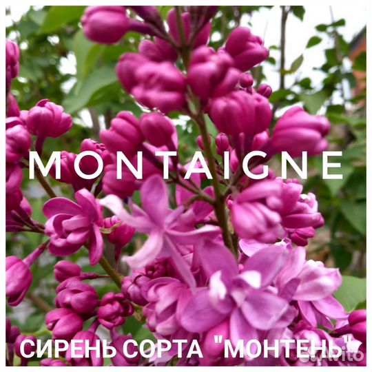 Сирень разных сортов