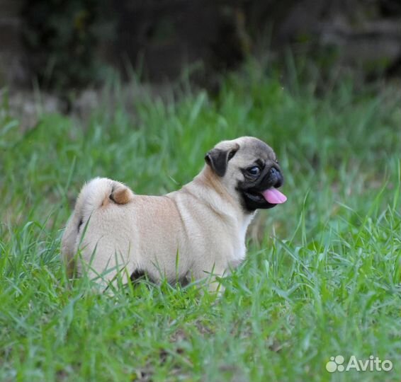 Мопсодевчонки