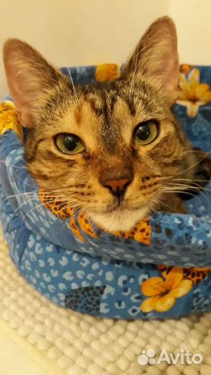 Кошечка Лизочка