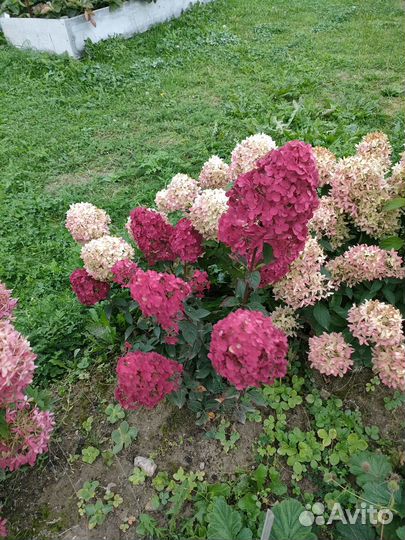 Гортензия Самарская Лидия