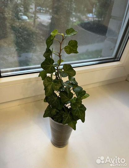 Плющ домашний