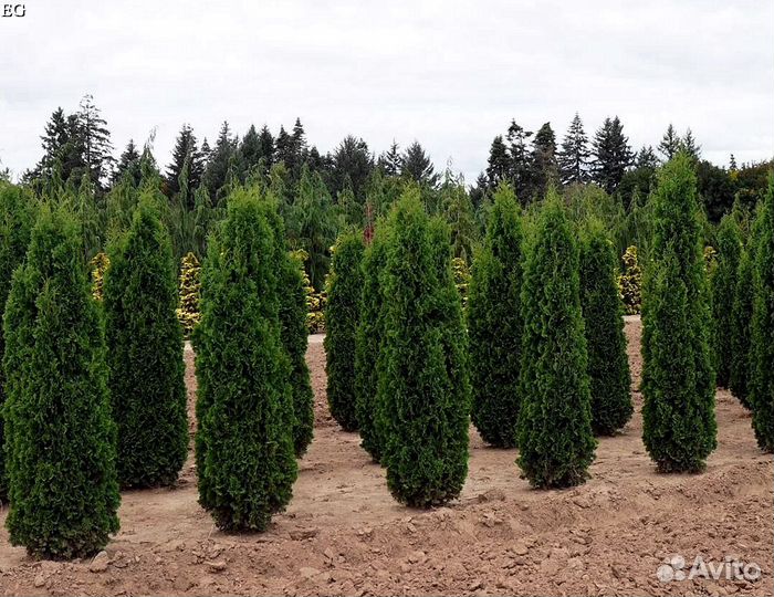 Туи колумна