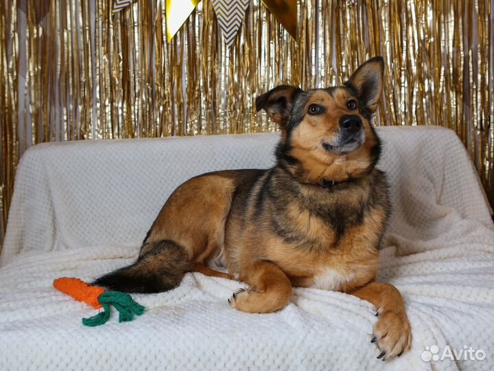 Небольшая собачка Ася