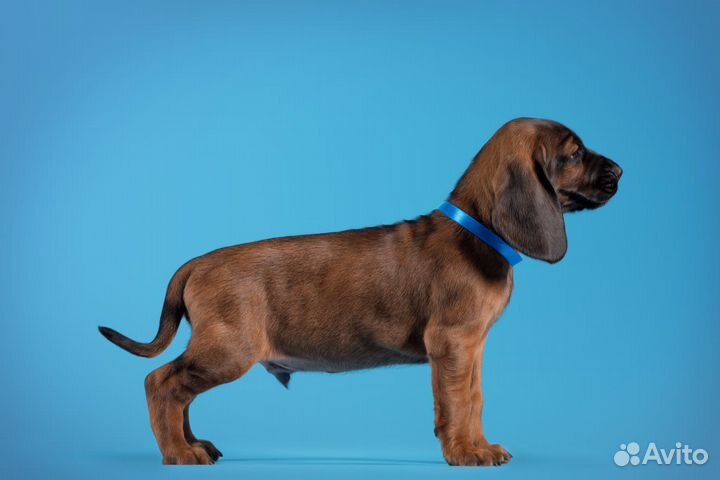 Баварская горная гончая