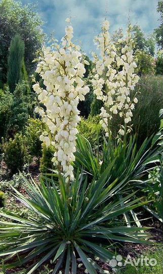 Юкка садовая
