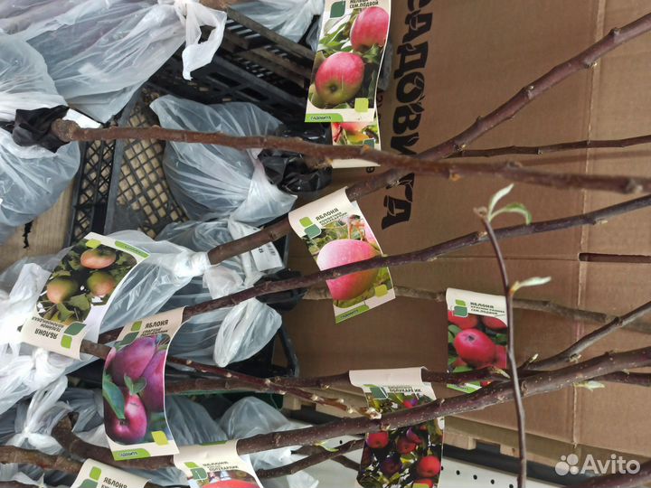 Саженцы яблони и груши