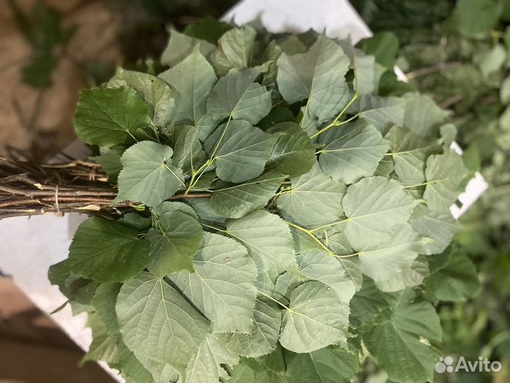 Веник липовый 2024г июль