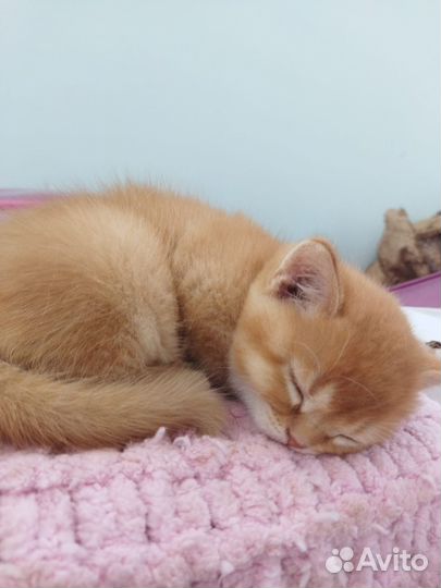 Шотландские котята шиншилла золотая и серебристая
