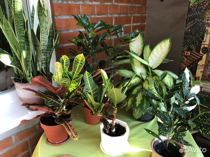 Кротоны и другие цветы