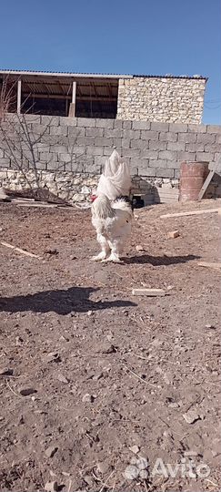 Петухи брамма