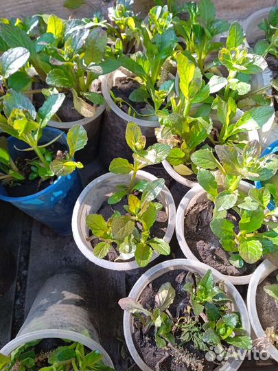 Живучка ползучая