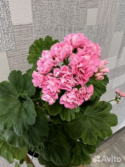 Пеларгония розебудная