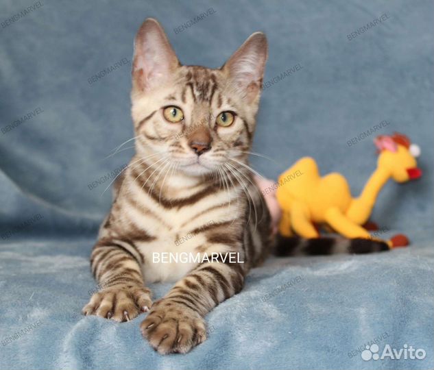 Котята бенгальские