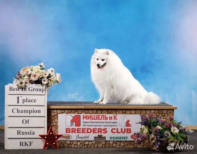 Японский шпиц «кобель» открыт для вязки)