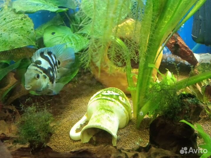 Рыбка сапфировый попугай мальки