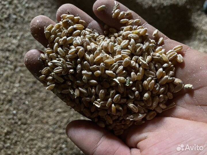 Продам зерно пшеницы