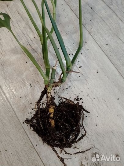 Монстера Обликва перу, Адамсона. Большой куст