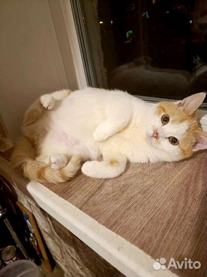 Солнечный котик