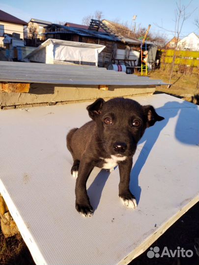 Щенок в добрые руки бесплатно