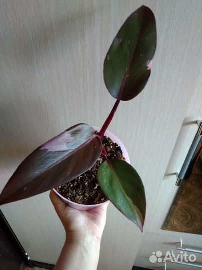 Филодендрон розовая принцесса и белый рыцарь