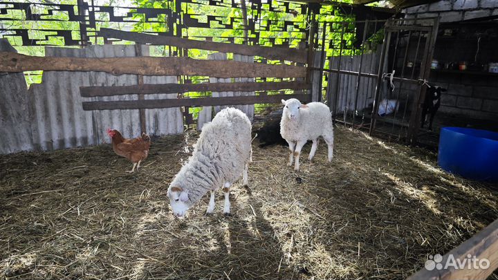Ягнята на развод. Бараны северокавказский меренос