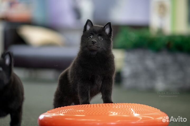 Фотограф анималист