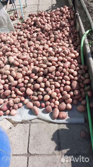 Семенной картофель