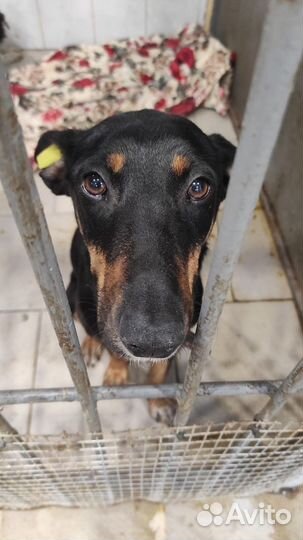 Отдам помесь добермана, спасите