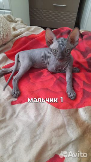 Канадский сфинкс котенок