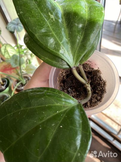 Хойя Саравак, Мишель, Маркофилла, ир-26