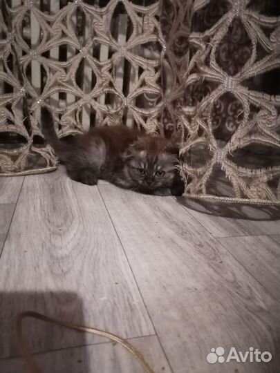 Британские котята