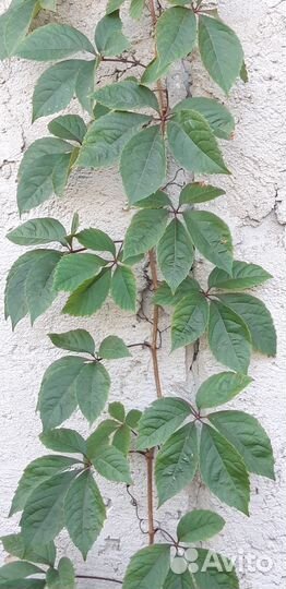 Девичий виноград пятилисточковый