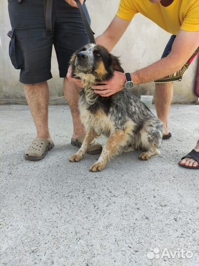 Собака девочка