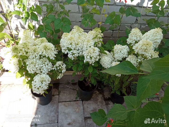 Гортензия метельчатая Новинки сезона