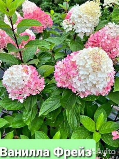 Гортензия саженцы