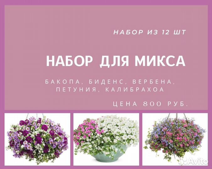 Хризантема мультифлора