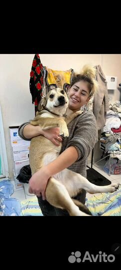 Собака друг человека