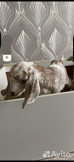 Нубийский козел