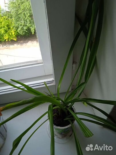 Хлорофитум