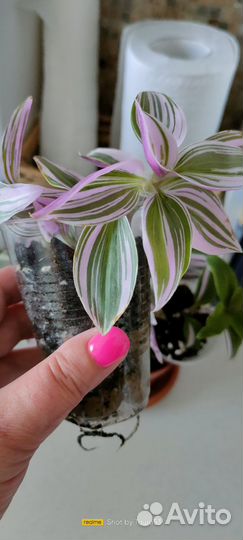 Домашние цветы