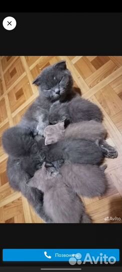 Шотландские котята