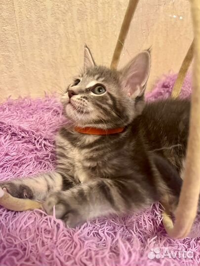 Котята мейн-кун метис