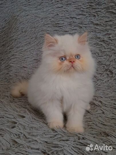 Персидские котята