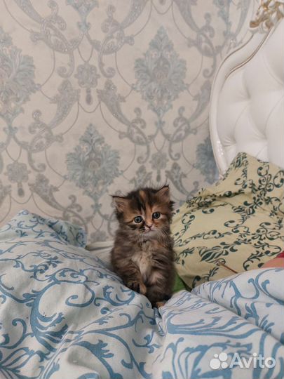 Персидские котята метисы