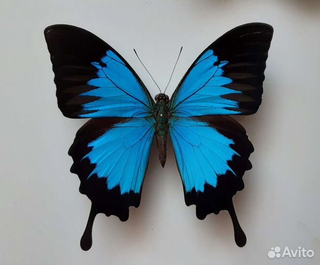 Бабочка в рамке под стеклом